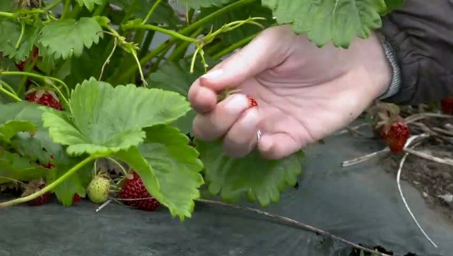 ΕΕ: Επετεύχθη συμφωνία για τη νέα Κοινή Αγροτική Πολιτική