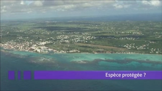 Conseils aux Voyageurs : vidéo conseils au voyageur pour voyager tranquille