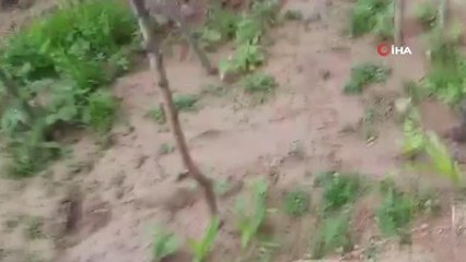 Bağ evinde 69 kök ekili Hint keneviri ele geçirildi