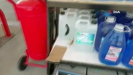 Adıyaman'da etçil çekirge böyle görüntülendi