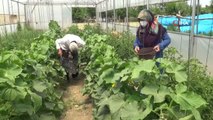 Devlet desteğiyle kurulan seralarda sebze üretimi yapılıyor
