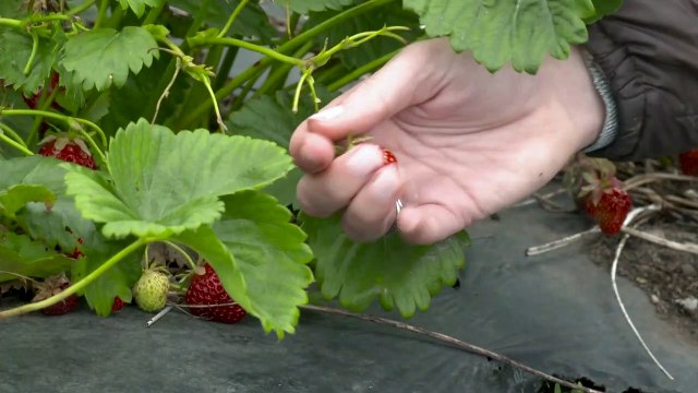 Instituições europeias chegam a acordo sobre Política Agrícola Comum