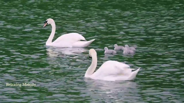 Beautiful Swans Family and Relaxing Music, Piano Music, Relaxation