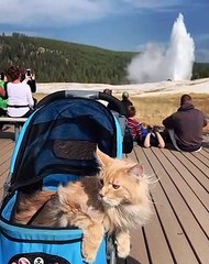 Maine Coon Cat Visits Old Faithful Geyser