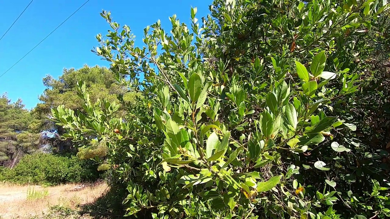Episkopi/Kalamos