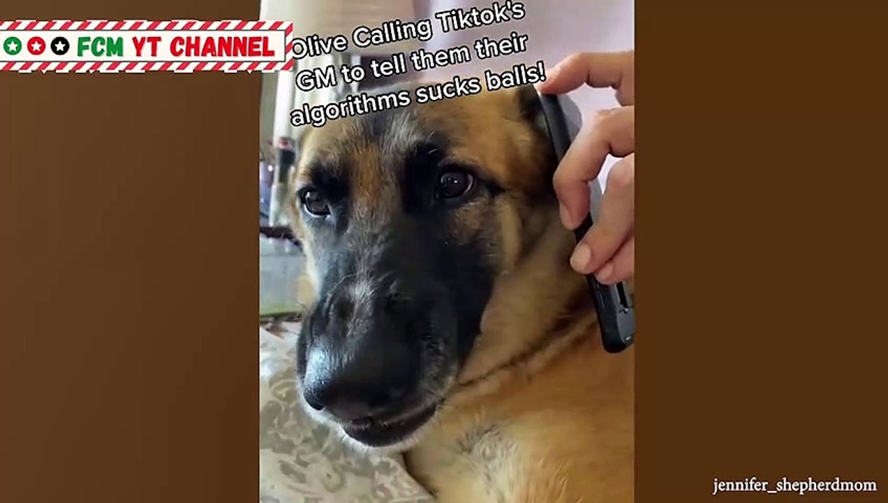 Funniest German Shepherd Dog Videos Ever Compilation 2021