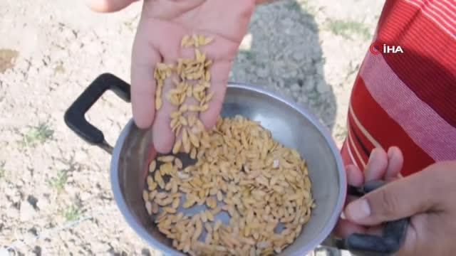 Kırkağaç kavununda ekim yapıldı, hasat Ağustos'ta