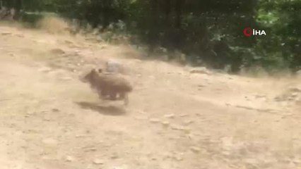 Çeltik tarlalarını kuraklık ve domuz sürüsü vurdu