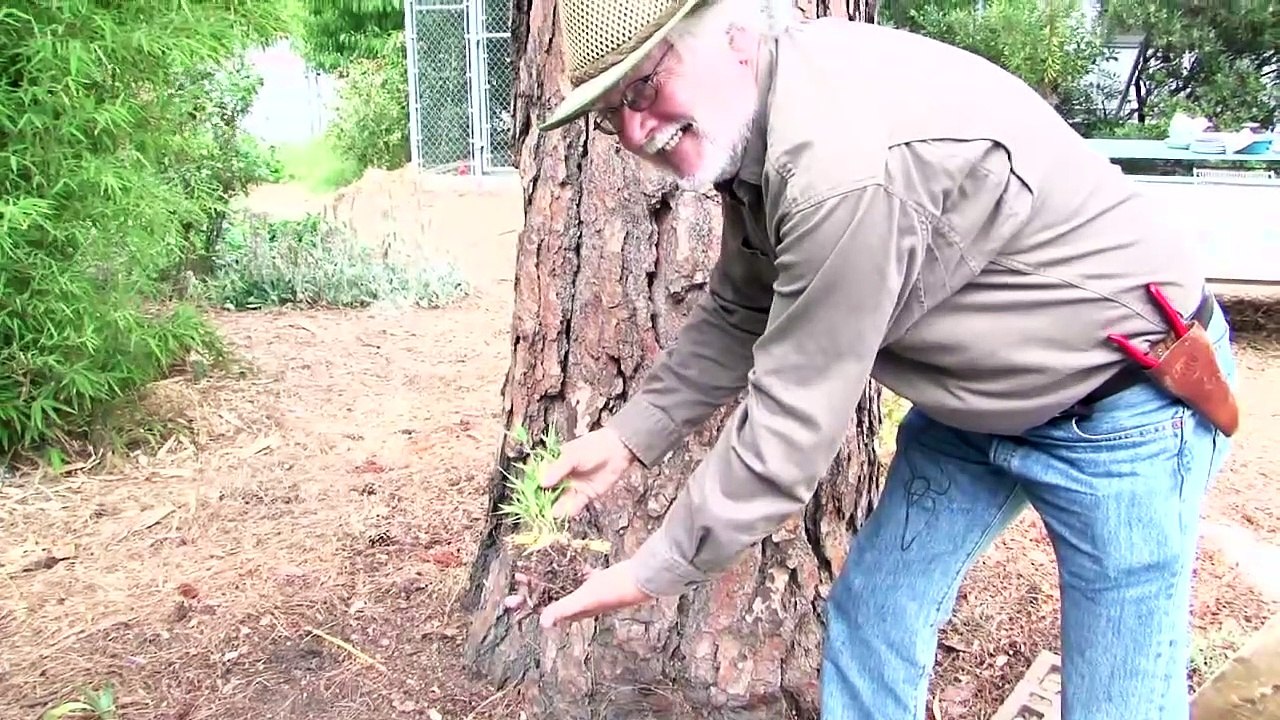 How To Grow Bamboo From Plant Cuttings