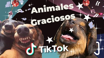 Los Mejores Tik Tok  De Gatos Y Perros  - Recopilación  De Animales