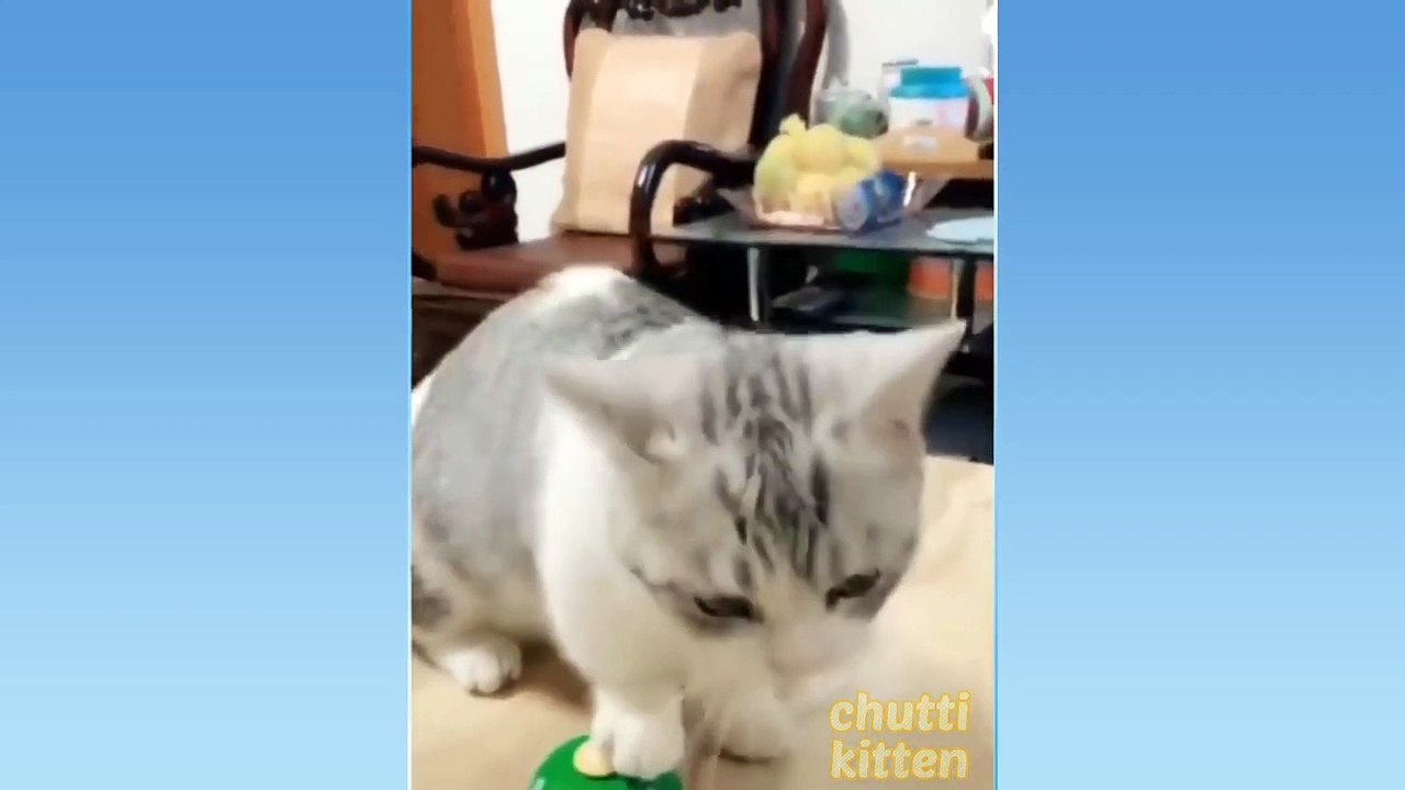 Funny animal video