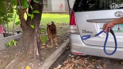 Apollo, Noynoy Aquino's dog, attends burial