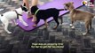 Blind, Stray Puppy Shocks Everyone With Her Transformation _ The Dodo Foster Diaries