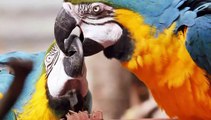 Breathtaking Colorful Birds of the Rainforest  l Ultimate Parrot Collection  in 4k ULTRA HD 60FPS