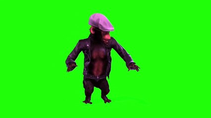 Monkey Dance Video Just like Humans funny dance