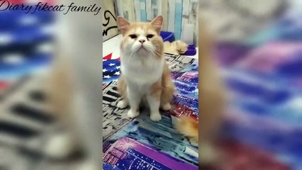 KUCING UNIK MINTA MAKAN -- VIDEO LUCU CIMO MINTA' MAKANAN --