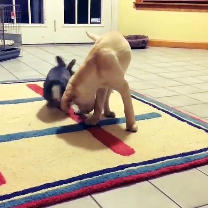 Funny and Cute Baby Bunny Rabbit Videos - Baby Animal Video Compilation (2019)