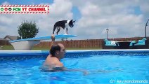 LAUGHING with Boston Terrier Funny Dogs Video to forget all Tired 2021