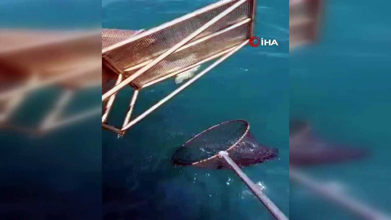 Yavru kaplumbağayı deniz temizlik ekipleri kurtardı