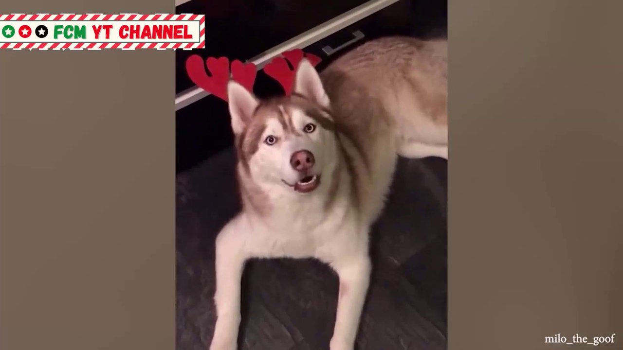 Most Funny Talking Dog Videos Compilation 2021