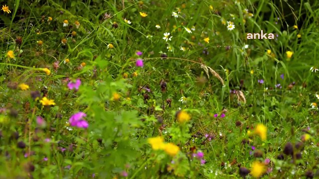 Fındıklı Belediyesi Kadın Korosu'ndan Kazım Koyuncu anısına Tsira yorumu