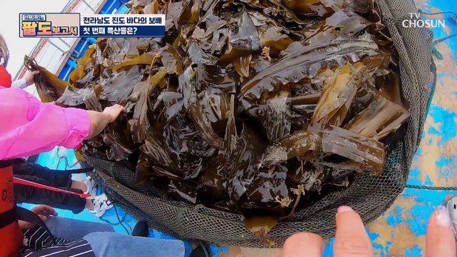 진도에서 찾은 바다의 보배 ‘이것’의 정체는? TV CHOSUN 20210626 방송