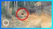 Beruang Madu Berkeliaran di Hutan Malaysia Karena Penebangan - TomoNews