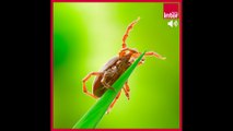 En forêt et dans les jardins, gare aux tiques ! - La chronique environnement