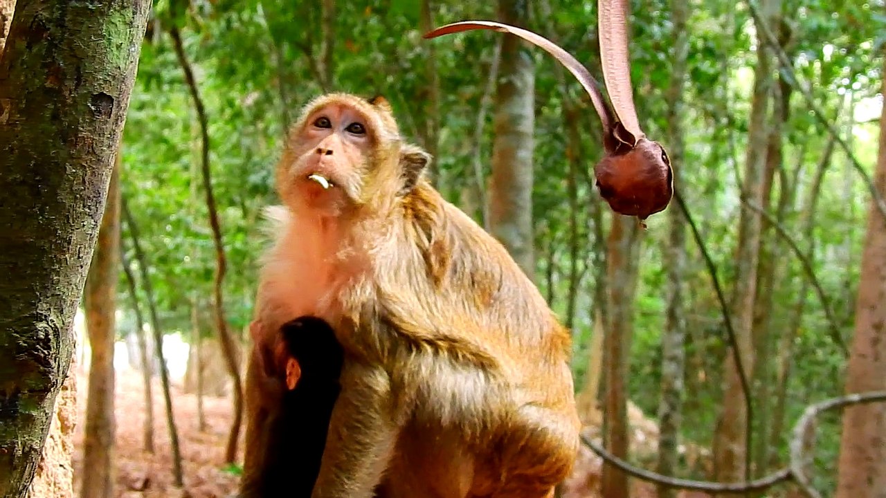 Life Monkey Ankor Part 8
