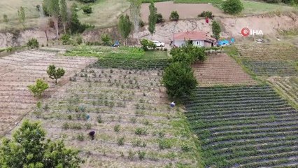 Yaban mersini üreticisinin yüzü güldü: Kilosu 100 liradan satışta