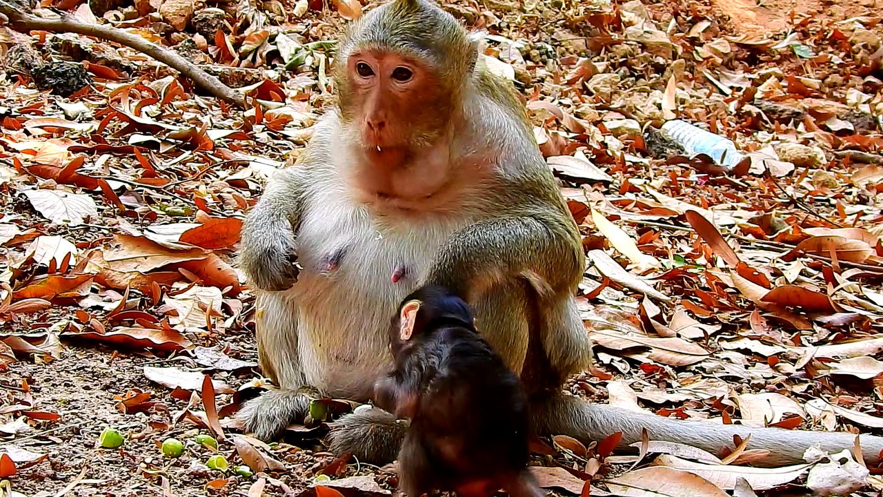 Life Monkey Ankor Part10