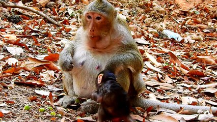 Life Monkey Ankor Part10