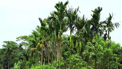 Beautiful Nature  Best Nature Status My Free Nature