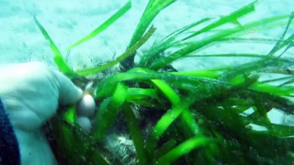 ANTALYA - Teknelerin çapa ve zincirleri 'Akdeniz'in akciğeri' olarak bilinen deniz çayırlarına zarar veriyor