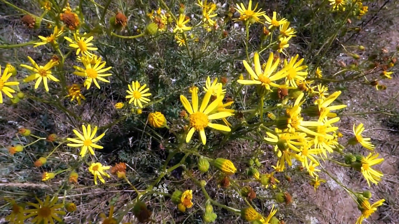 野の花　by玉置耕助