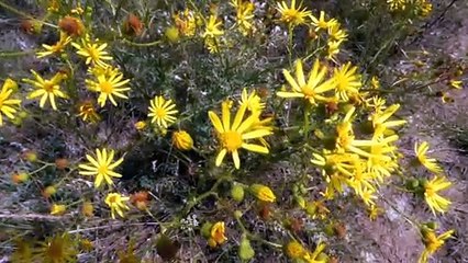 野の花　by海上浩二