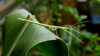 昆虫　by宝田章吾