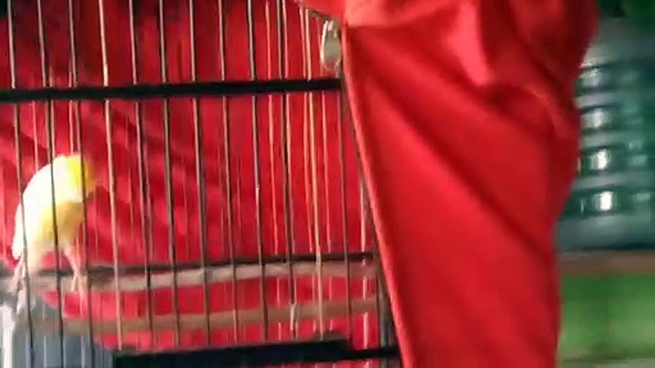 Kenari lomba demicow f1LC