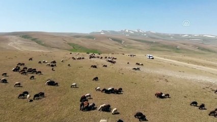 AĞRI - Doğu Anadolu'daki yayla yolculuğu sıcak hava nedeniyle zorlu geçiyor