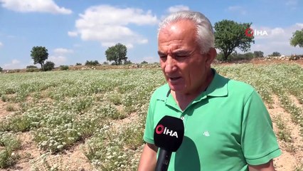 Kekiğin boyu kısaldı, rekolte yarı yarıya düştü