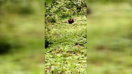 ZONGULDAK -  Fındık tarlasında bulunan ayı yavrusu korumaya alındı