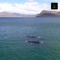 whales fascinating facts