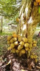 Pokok Durian Buah Lebat