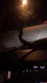Un serpent apparait sur le pare brise de la voiture en pleine route de nuit