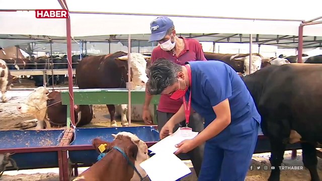 Bayram öncesi kurbanlıklar pazara indi