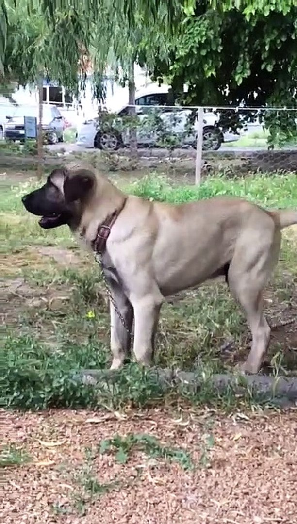 ⁣GENC ANADOLU COBAN KOPEGi ORTAM DiNLEME - ANATOLiAN SHEPHERD DOG