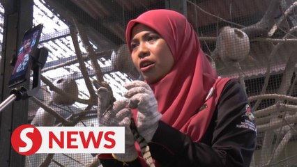 Virtual tours the next step for Melaka butterfly, reptile sanctuary