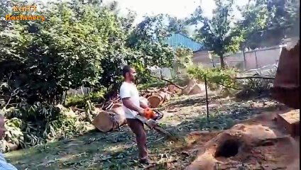 Download Video: Incredible Skills Fastest Chainsaw Tree Felling, Extreme Biggest Tree Cutting Down Machines