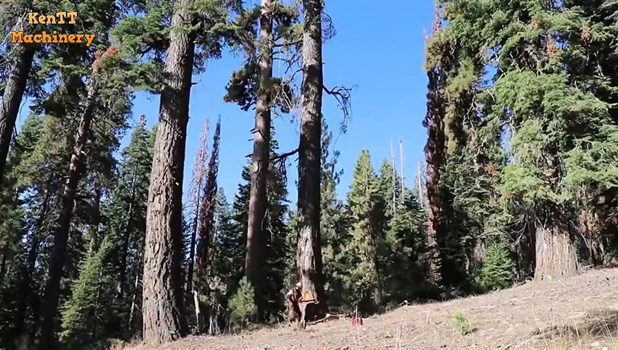You Should Look This Man Techniques Used Big Chainsaw - Cutting & Processing Big Tree Machine