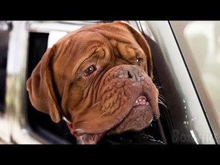 TURNER & HOOCH Bande Annonce